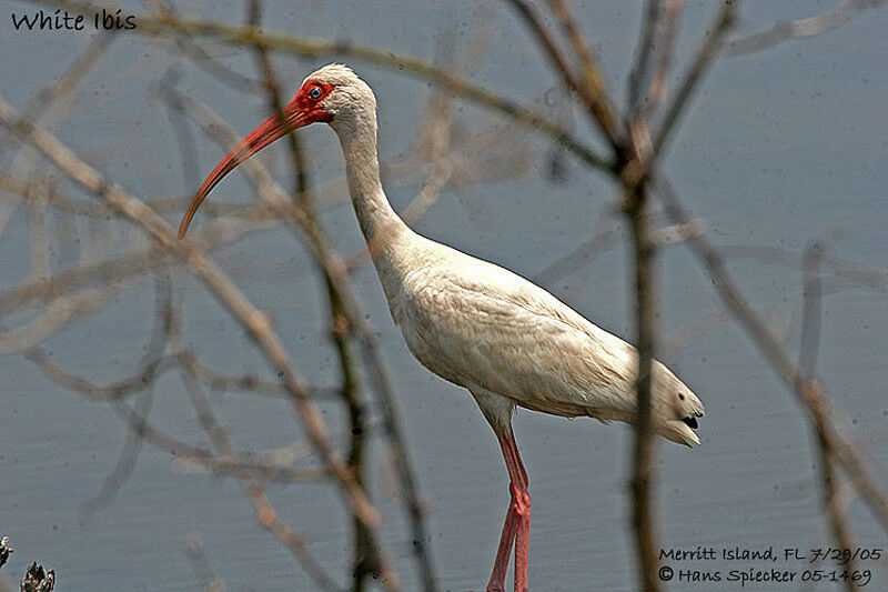 Ibis blanc