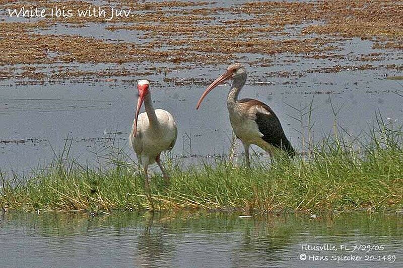 Ibis blanc