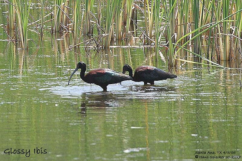 Ibis falcinelle