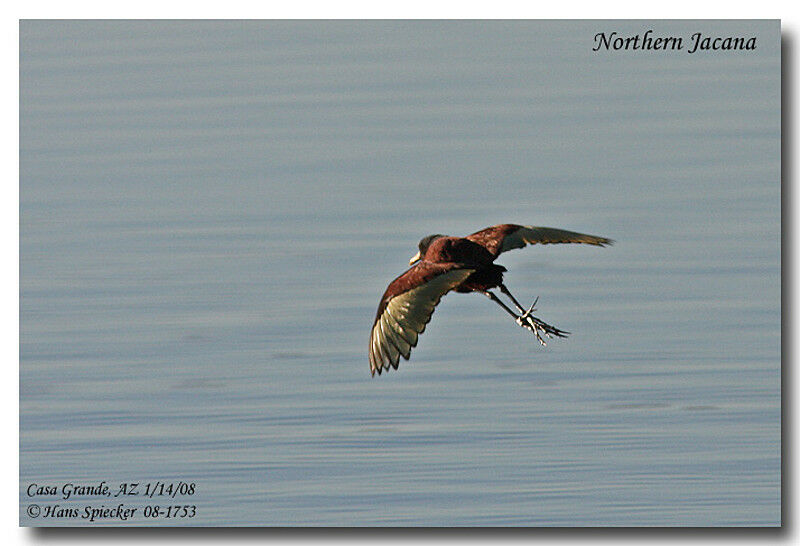 Jacana du Mexique