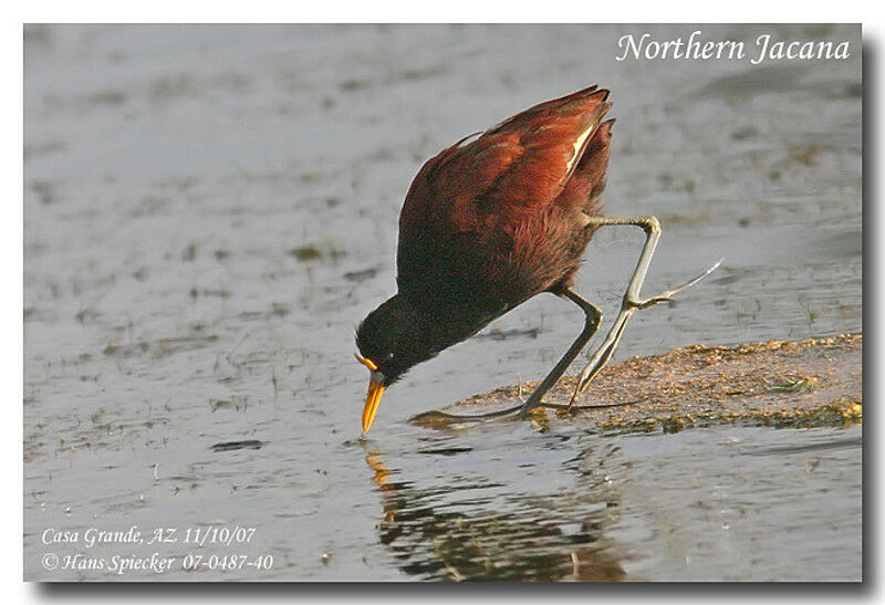 Jacana du Mexiqueadulte