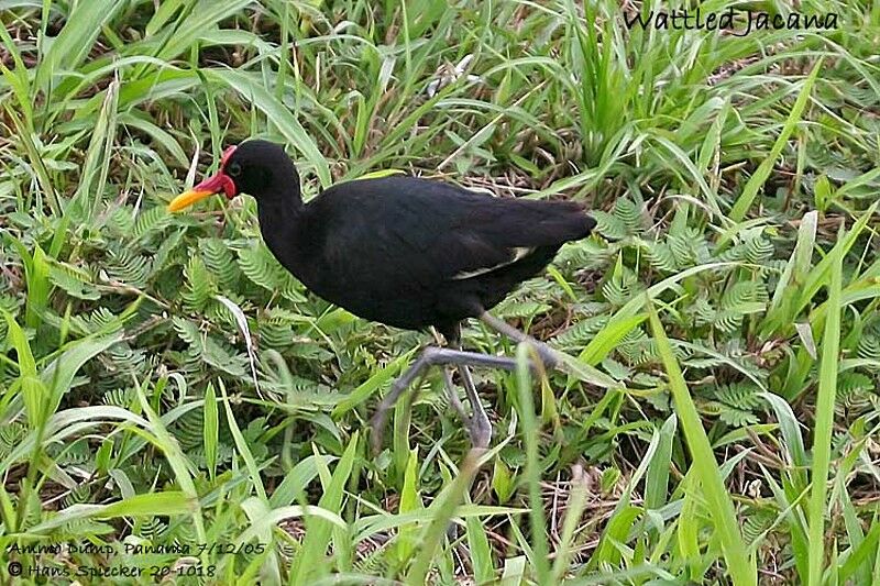 Jacana noir