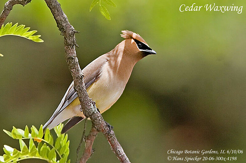 Cedar Waxwingadult