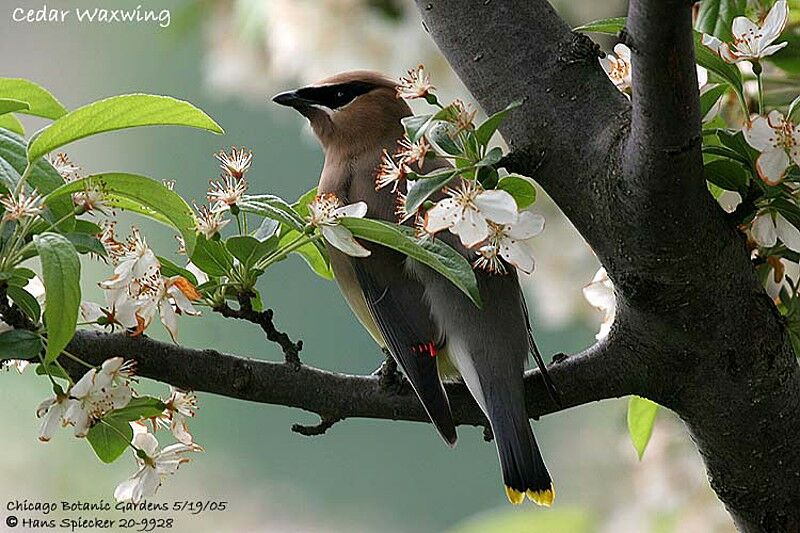 Cedar Waxwing