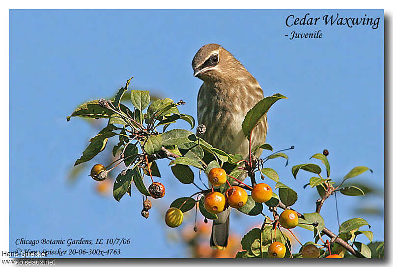 Cedar WaxwingFirst year, pigmentation