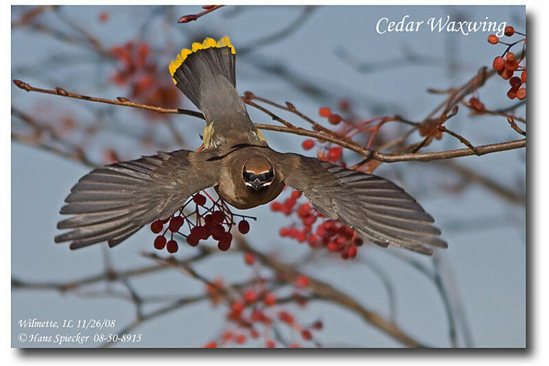 Cedar Waxwingadult