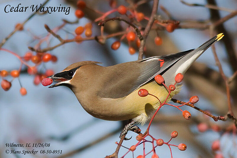 Cedar Waxwingadult