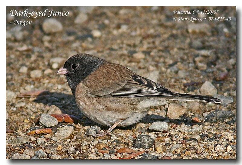 Junco ardoiséadulte