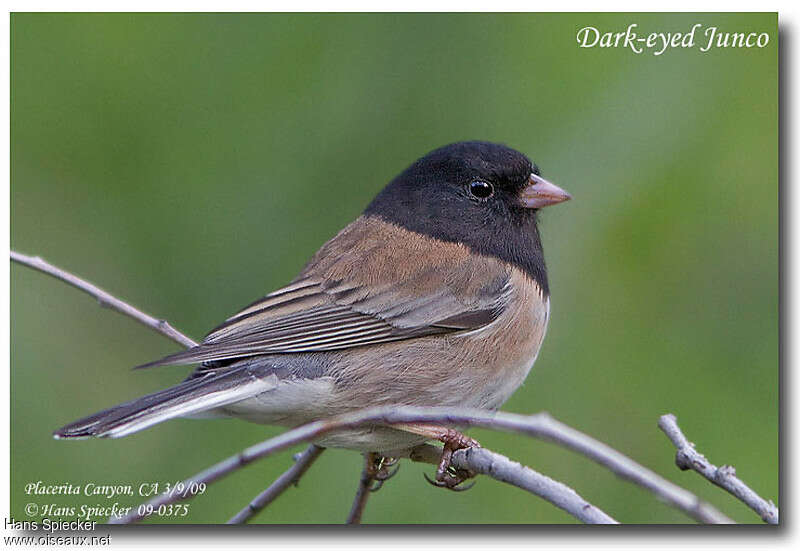 Junco ardoisé mâle adulte nuptial, identification