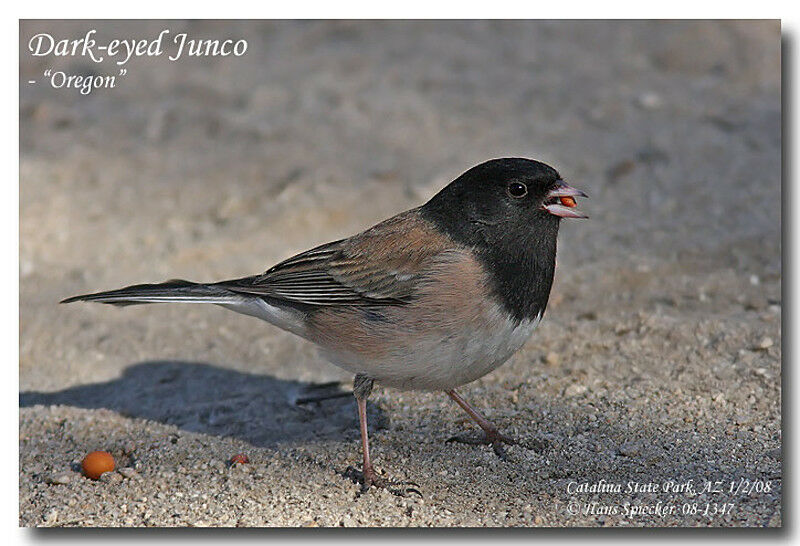 Junco ardoiséadulte