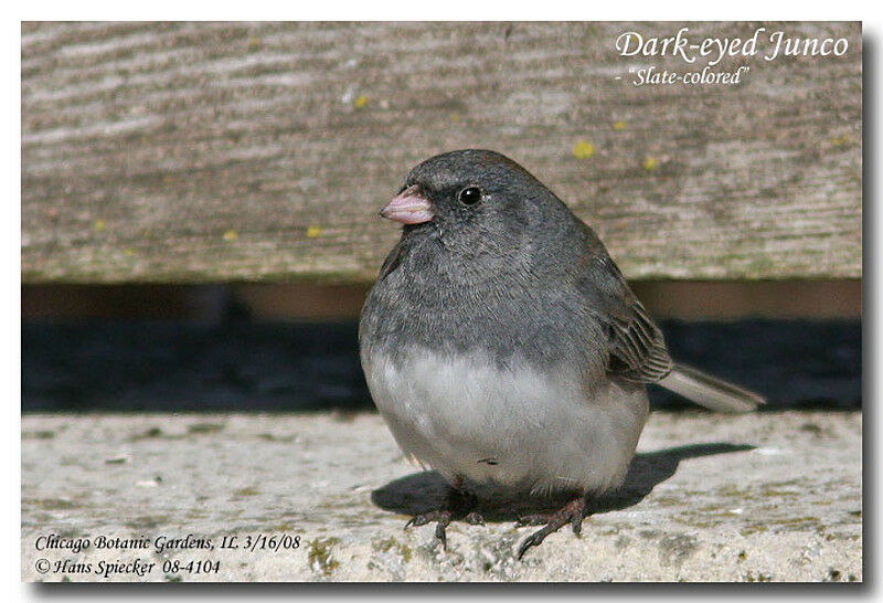 Junco ardoiséadulte