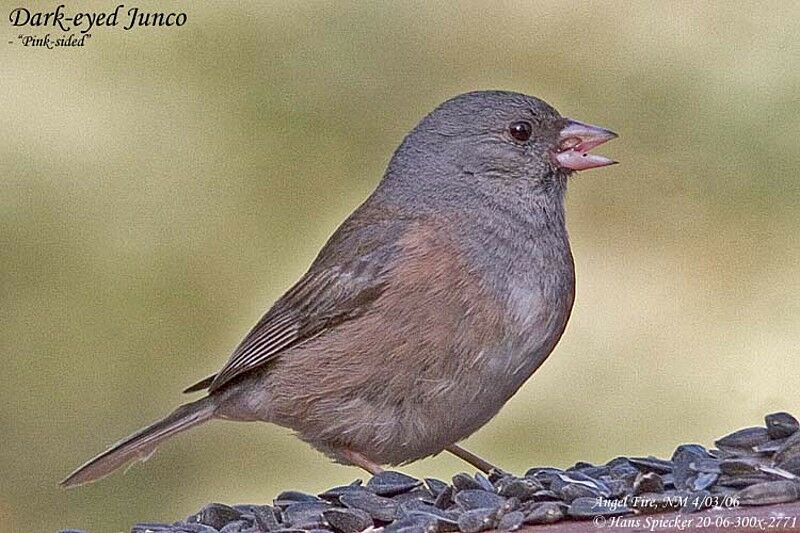 Junco ardoiséadulte