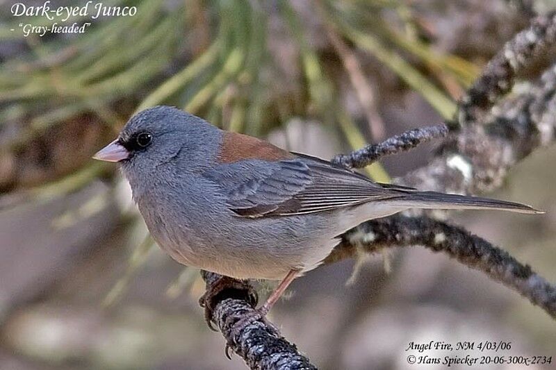 Dark-eyed Juncoadult