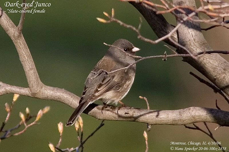 Junco ardoisé femelle adulte nuptial