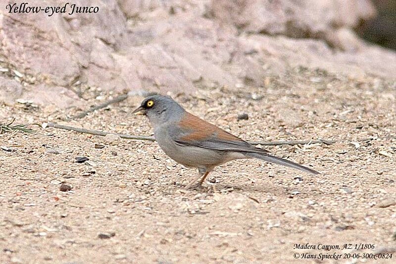 Yellow-eyed Junco