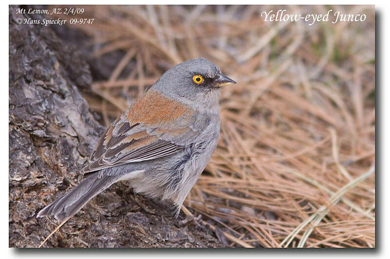 Junco aux yeux jaunesadulte