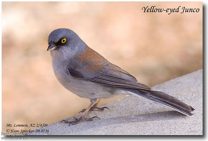 Yellow-eyed Juncoadult