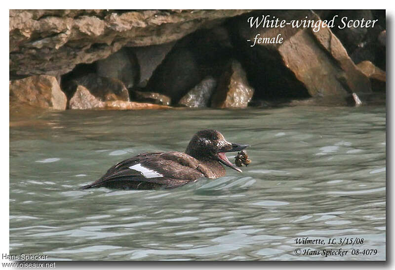 White-winged Scoter female adult, habitat, feeding habits, fishing/hunting