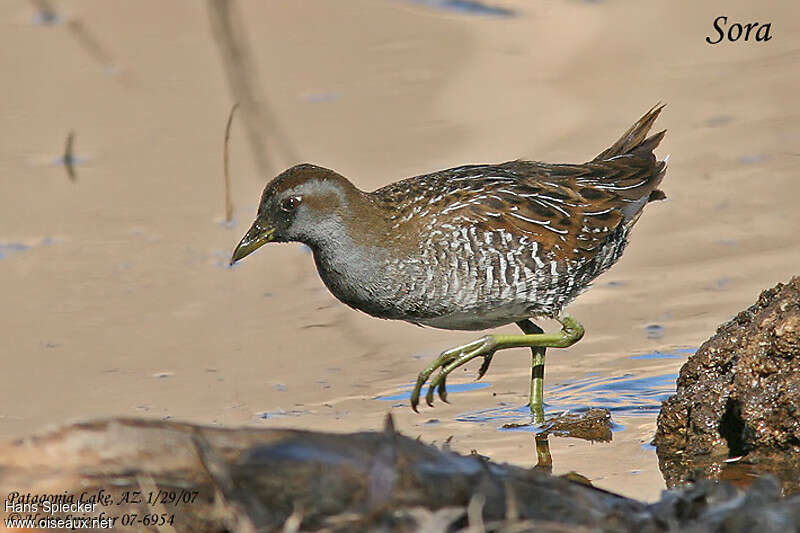 Soraadult post breeding, identification