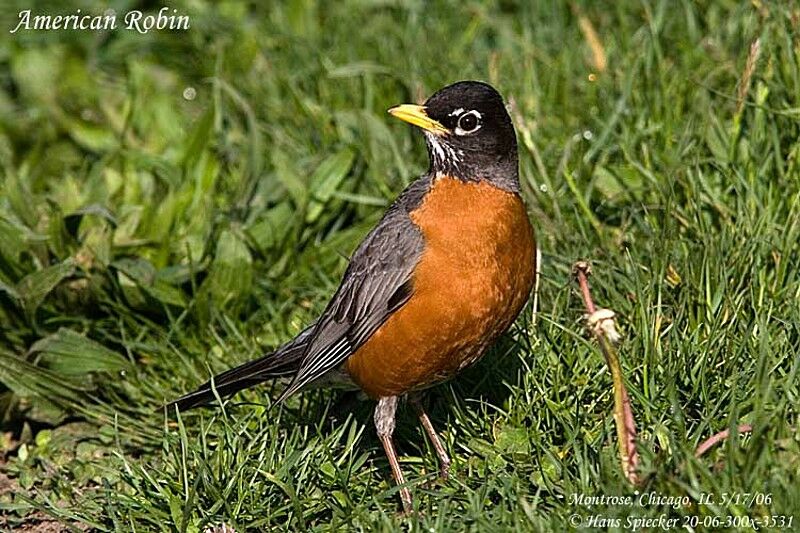 American Robin male adult breeding