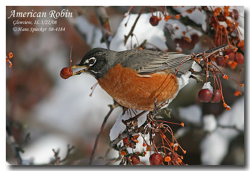 American Robinadult