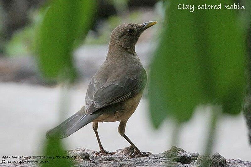 Clay-colored Thrush