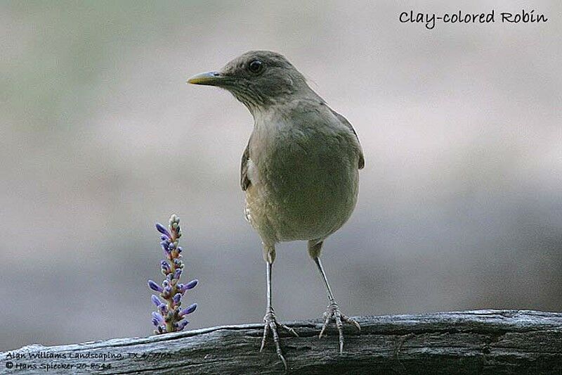 Clay-colored Thrush