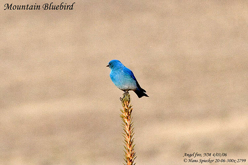 Mountain Bluebird male adult