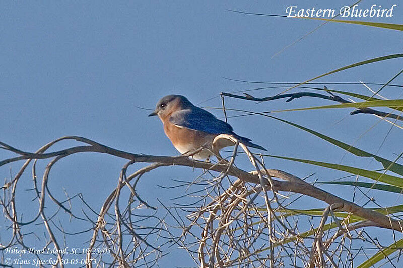 Eastern Bluebird