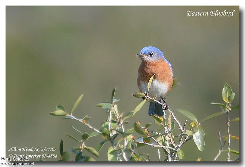 Eastern Bluebird male adult, close-up portrait