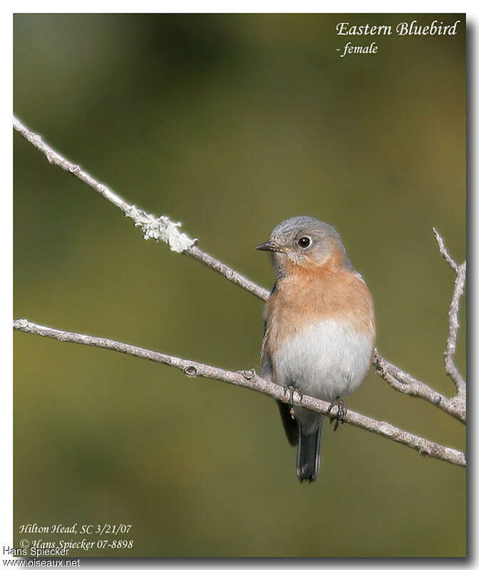 Eastern Bluebird female adult, close-up portrait