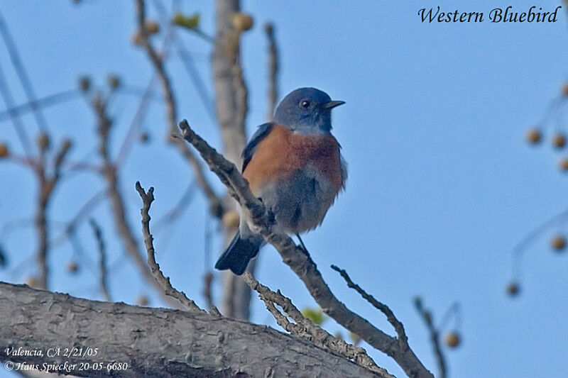 Western Bluebird