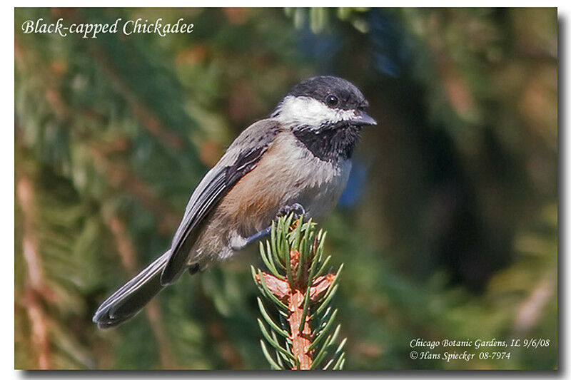 Black-capped Chickadeeadult