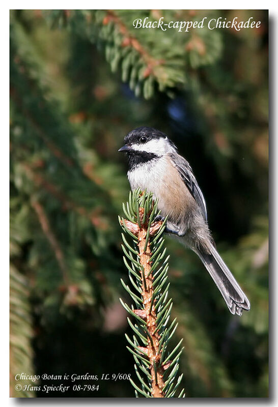 Mésange à tête noireadulte