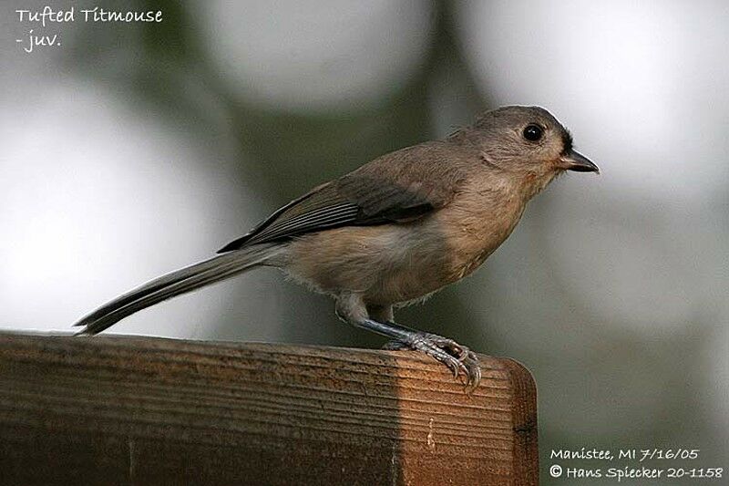 Tufted Titmouse