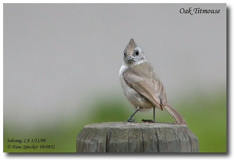 Juniper Titmouseadult