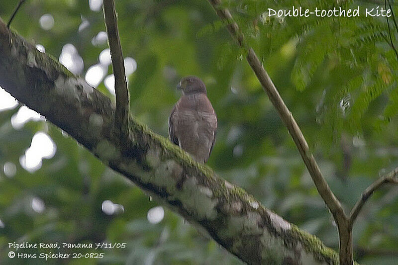 Double-toothed Kite