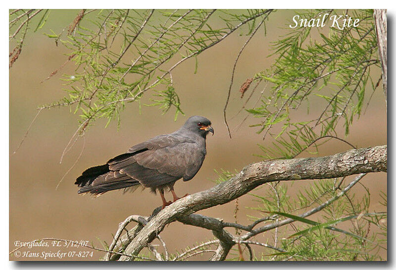 Snail Kite male adult