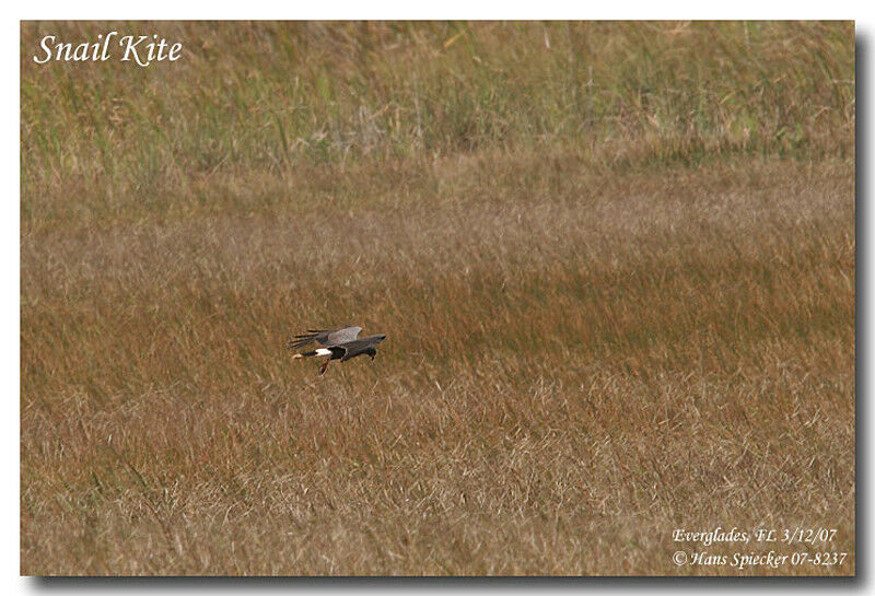 Snail Kite male adult