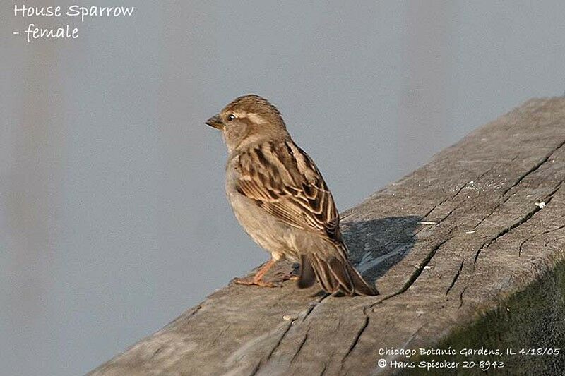 House Sparrow