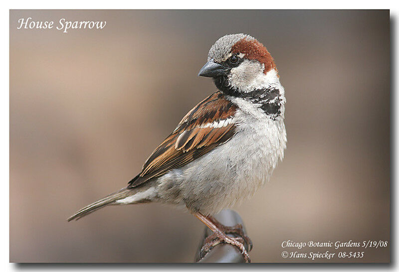 House Sparrow male adult