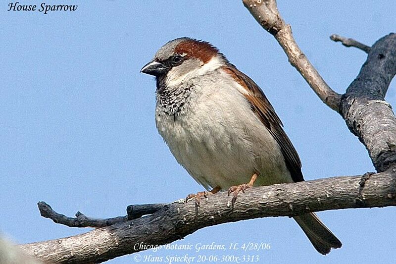 House Sparrow male adult post breeding