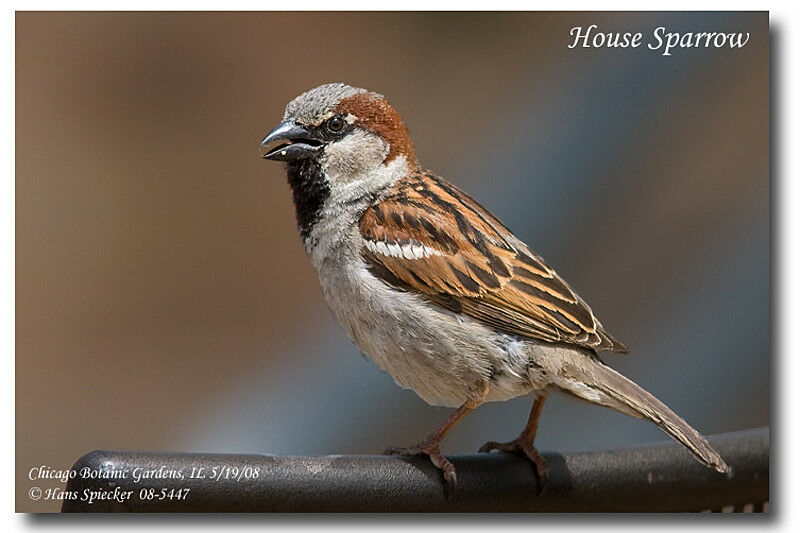 Moineau domestique mâle adulte nuptial