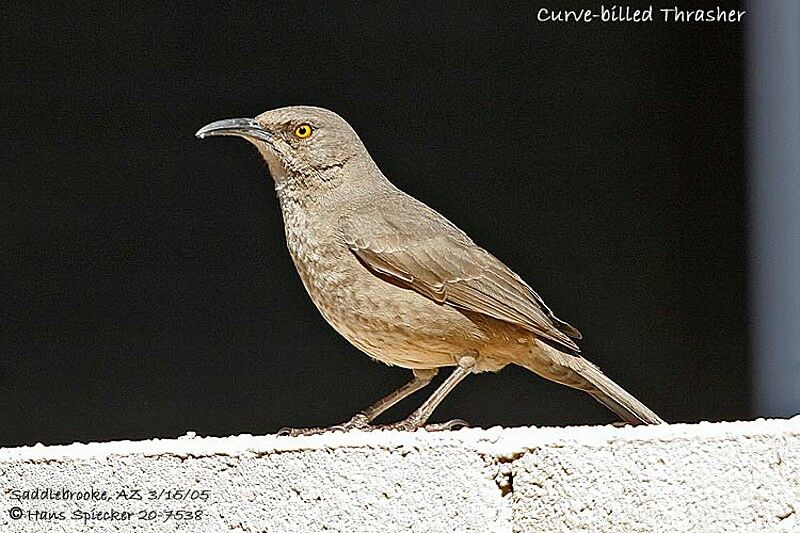 Curve-billed Thrasher