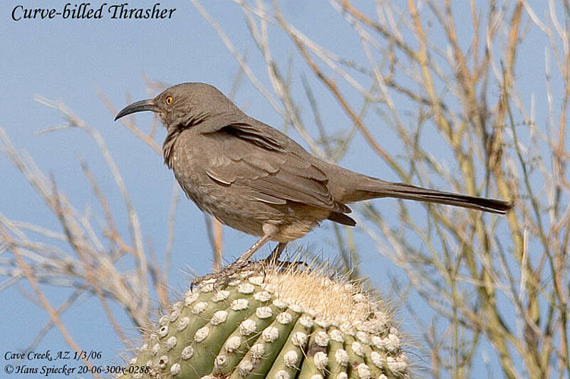 Curve-billed Thrasher