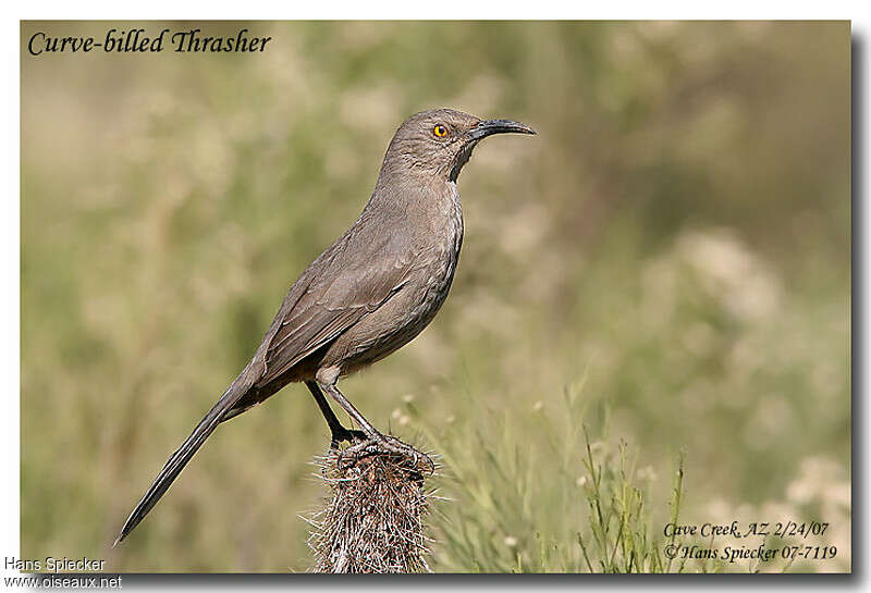 Curve-billed Thrasheradult