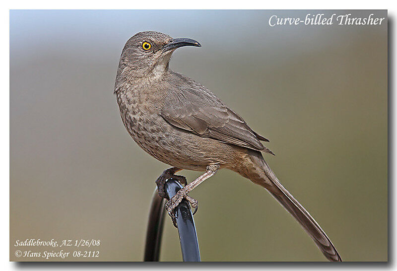 Curve-billed Thrasheradult