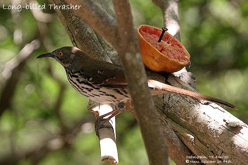 Long-billed Thrasher