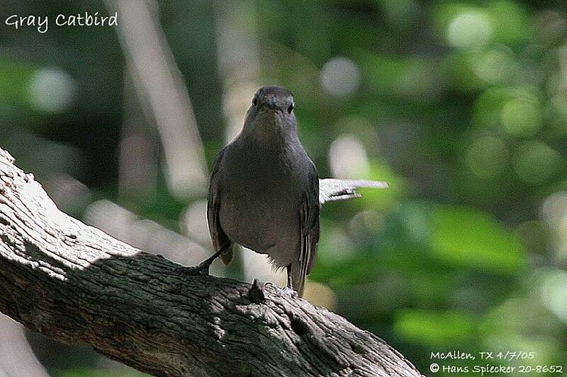 Grey Catbird