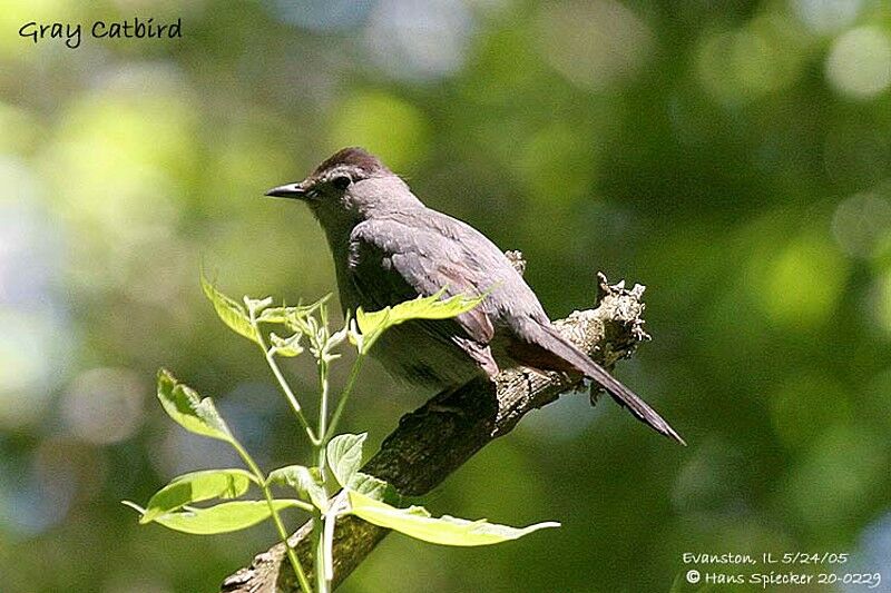 Grey Catbird